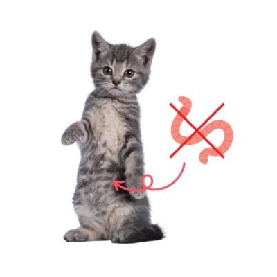 Antiparazitiká, antiparazitiká pre mačky