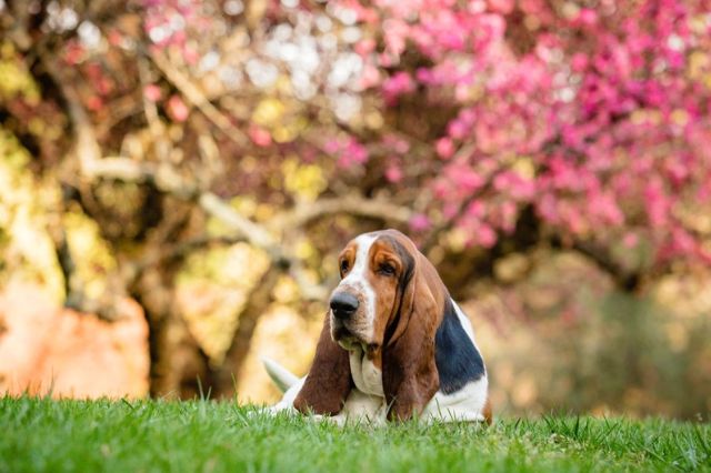 Basset hound – obľúbenec výstredného Columba