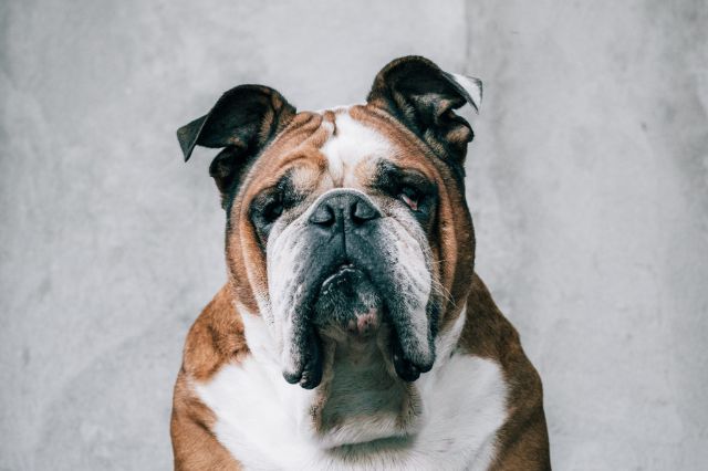 Anglický buldog – Roztomilá láska-bomba