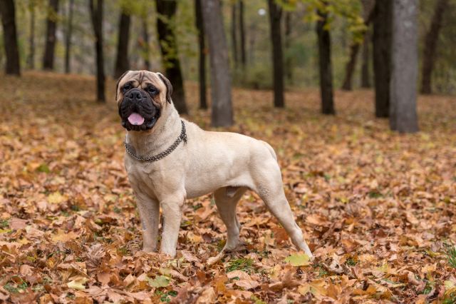 Bullmastiff – Strážny obor pripravený na skok