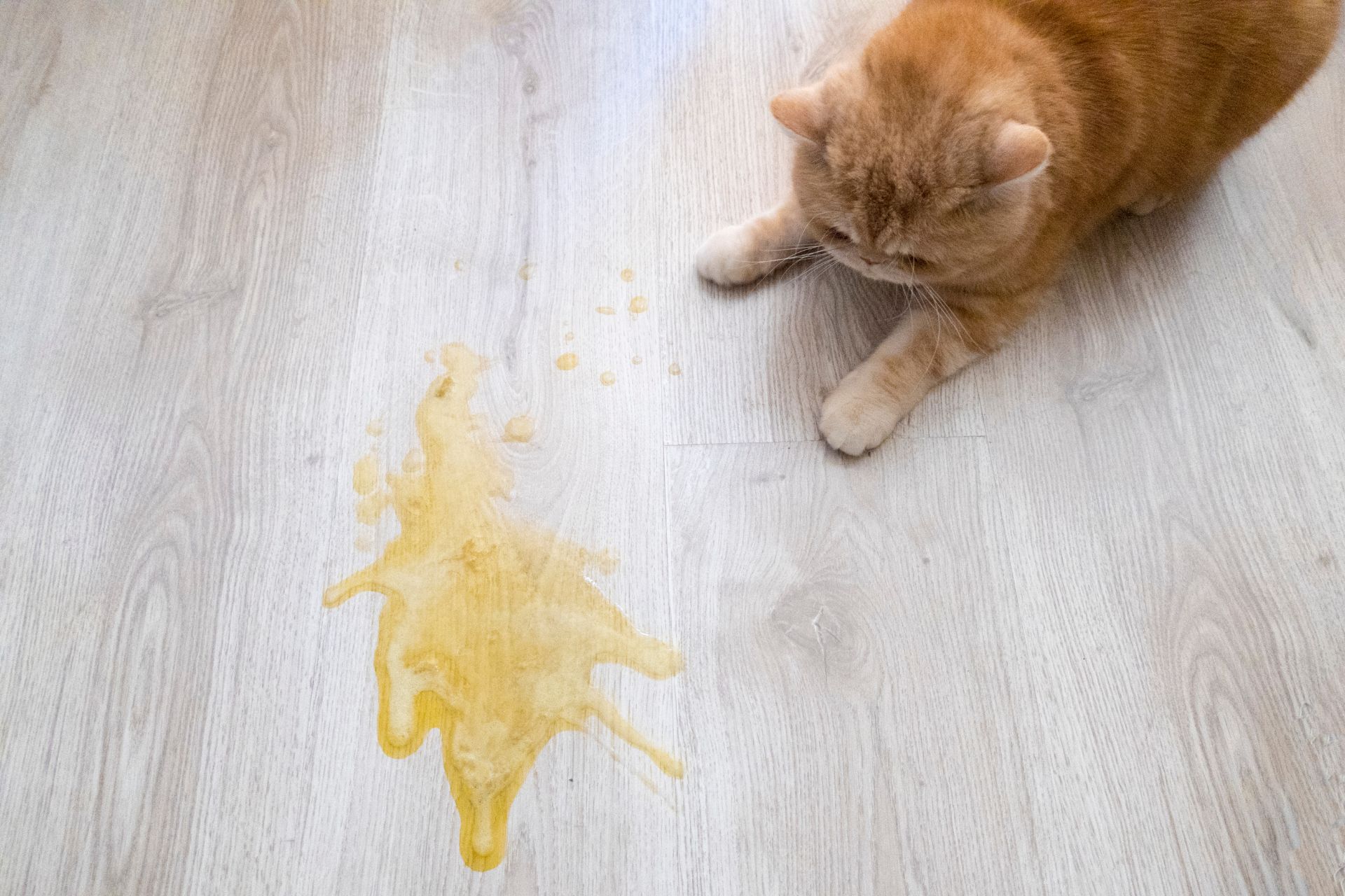 Vracanie u mačky – kedy je normálne a kedy už nie?