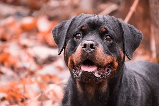 Rottweiler – Nepochopený obor