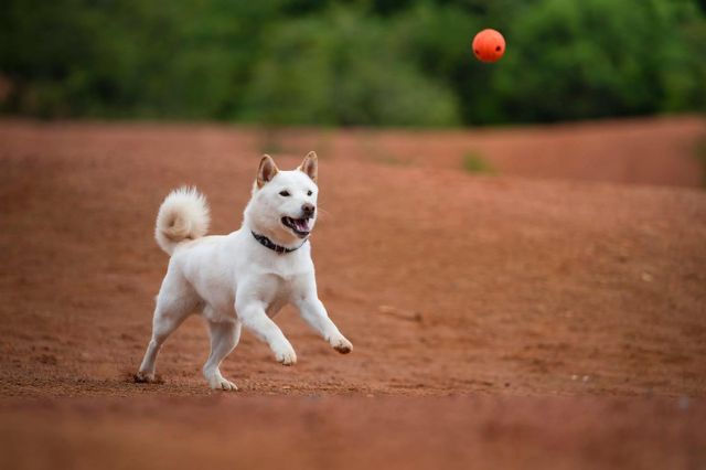 Shiba inu – Najpredávanejší japonský mém-pes